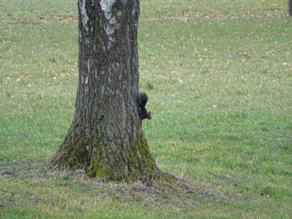 Ein flinkes Eichhörnchen