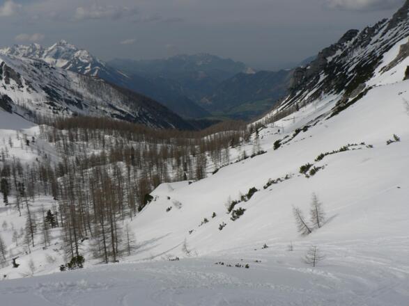 Nun beginnt der Lärchenwald