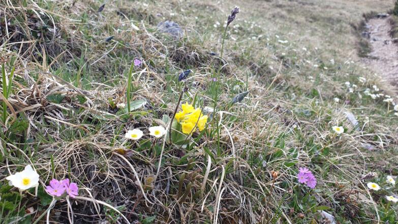 Der Blaser ist bekannt für seinen Blumenreichtum