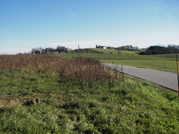 Bauernland bei Münzbach