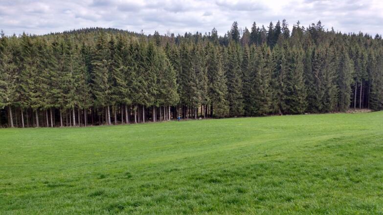 Wald & Wiese