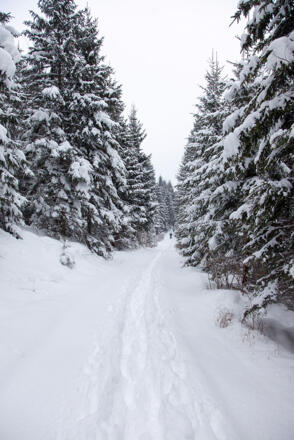 Rückweg