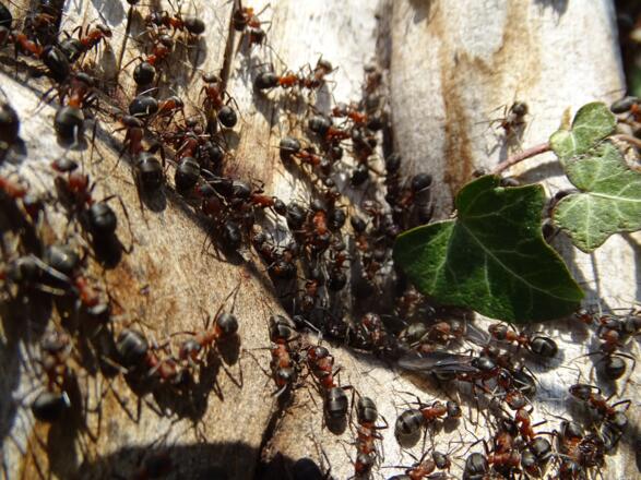 Geschäftiges Treiben am Ameisenhaufen