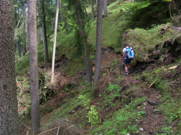 Waldquerung zurück nach Reith am AV-Steig
