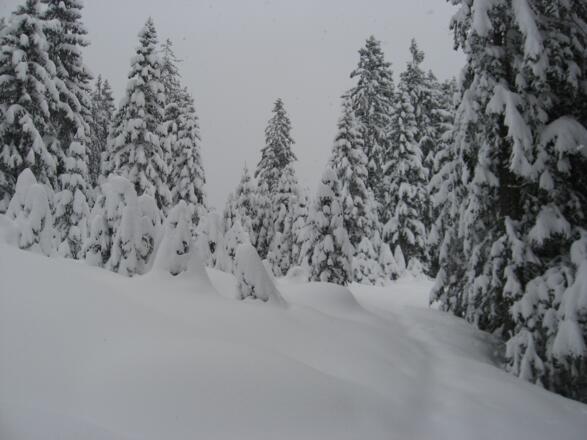 Kurz vor dem Gipfel des Brunschkopfes