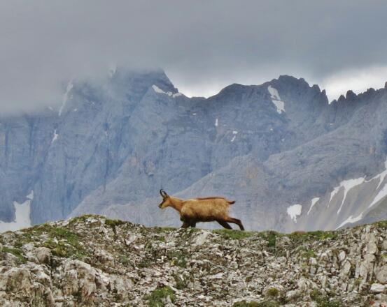 Gams am Kamm der Thaurerjochspitze