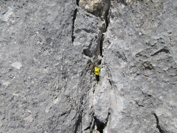 rauer Kalk mit Rissen und kleinen Verzierungen