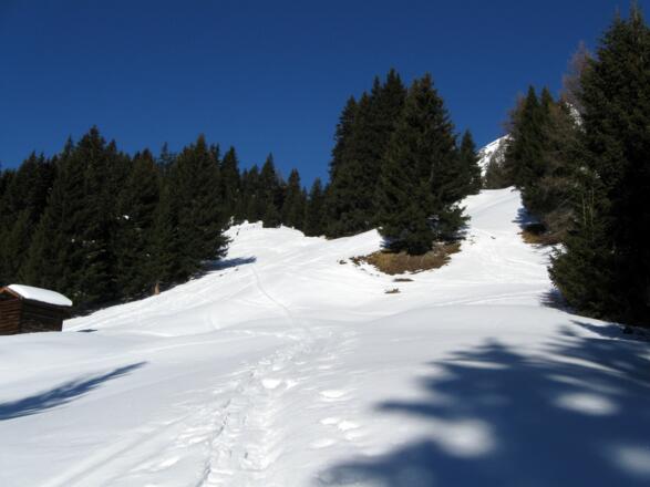 Oberhalb der Hütte geht es wiederum über schöne Waldschneisen hinauf.