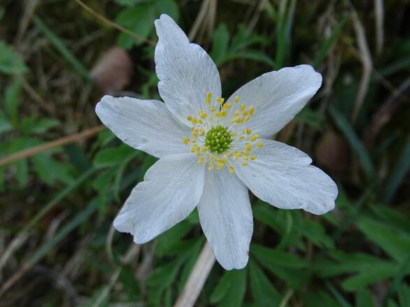 Frühling, hurra!!!!