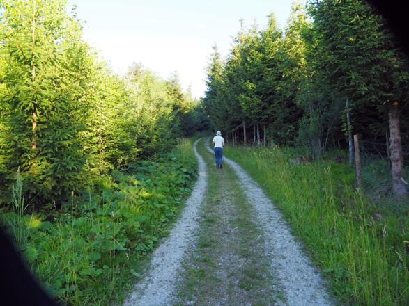 Wieder kurz auf einer Forststraße....