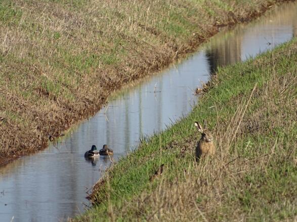 Überall Frühlingsgefühle