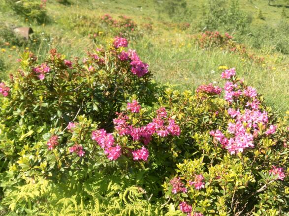 Almröserlblüte
