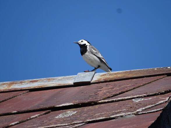&quot;Wer kommt denn da?&quot;