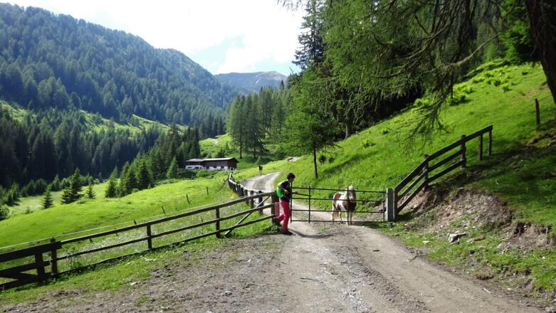 Vor der Weirichalm in südlicher Richtung abzeweigen und oberhalb des Pliderlingbachs Richtung Talschluss.