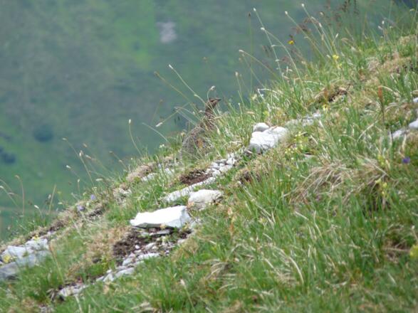 Beste Tarnung - Schneehuhn im Sommerkleid.
