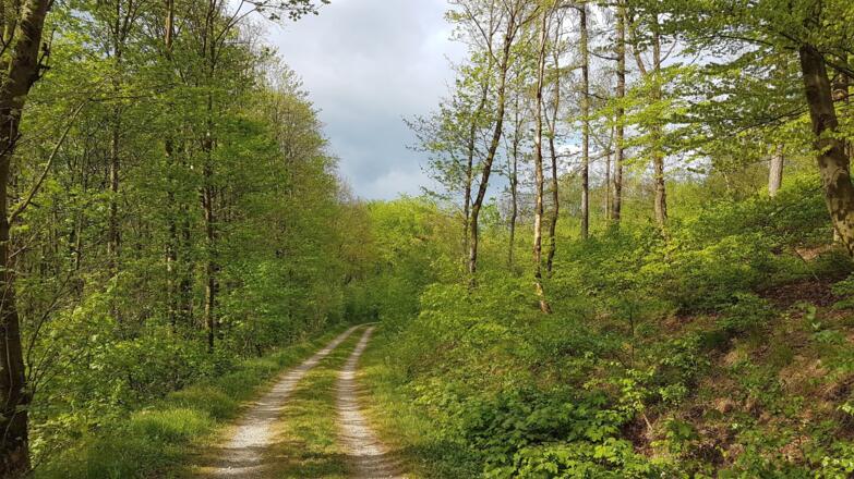 Auf dieser Forststraße links weiter