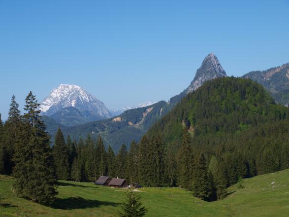 Hintergg Almgebiet um 1255m