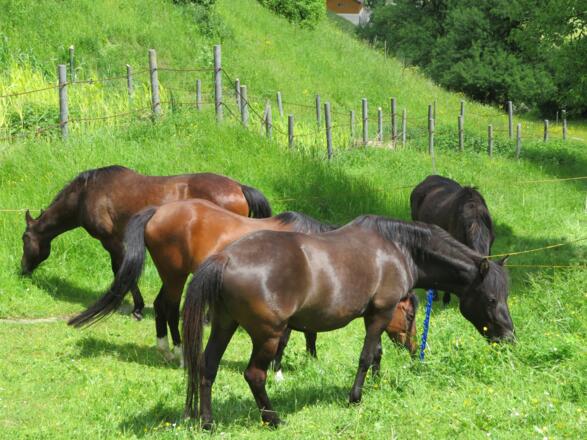 Ternberger Weidevieh ;-)