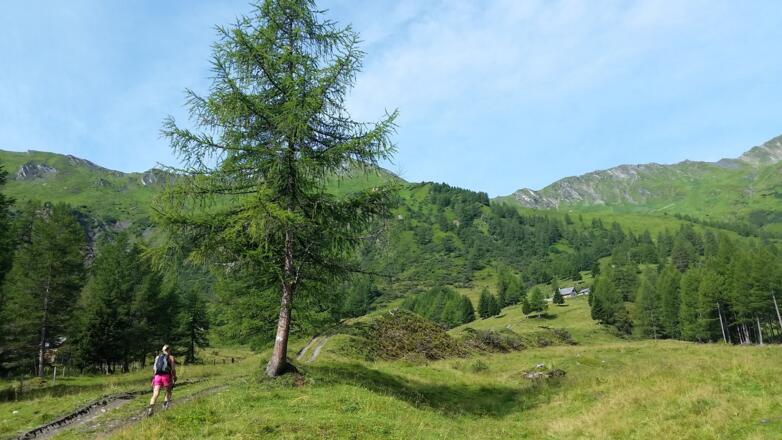 Forstweg steigt an