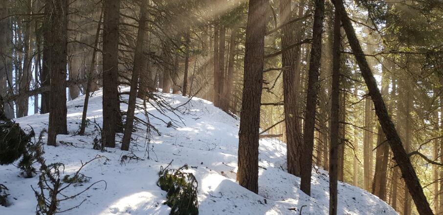 Es geht oft durch den dichten Wald, jedoch nie steil
