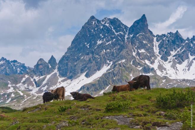 Kühe vor dem 'Matterhorn der Ostalpen'