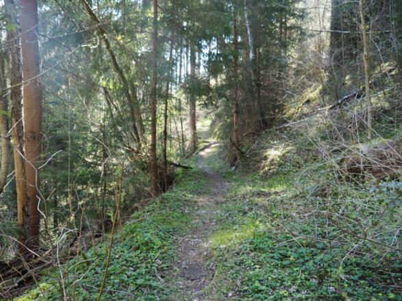 mitten durch den Wald