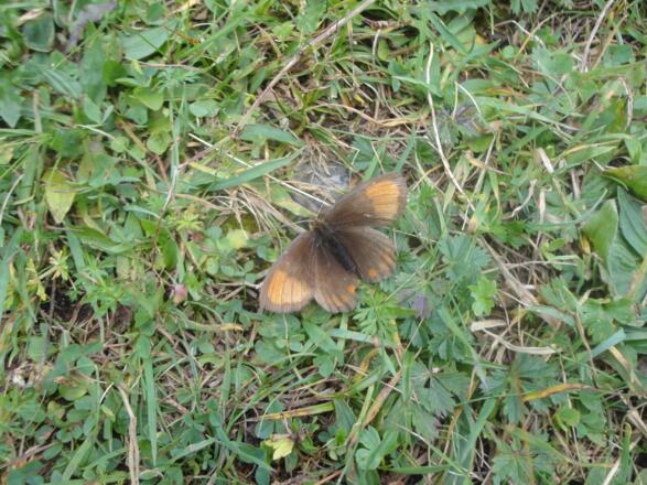 Ähnlicher Mohrenfalter