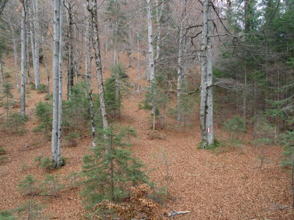 Ein schöner Buchen-Mischwald prägt den ersten Teil des Anstieges zum Hochriedkopf.