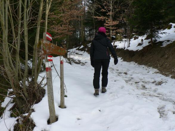 Wir überqueren die Forststraße und setzen den direkten Weg fort
