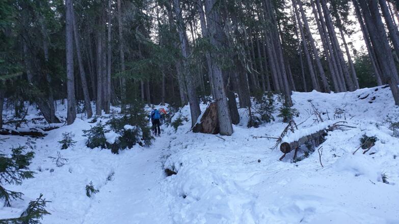 Aufstieg durch den dichten Wald