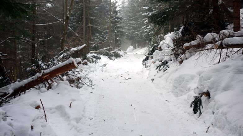 Forststraße, Schneebruch geräumt (22.1.18 ~880m)