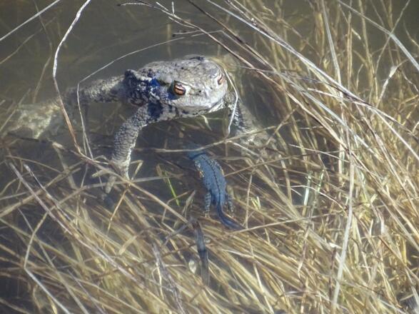Erdkörten im Liebestaumel und Bergmolche
