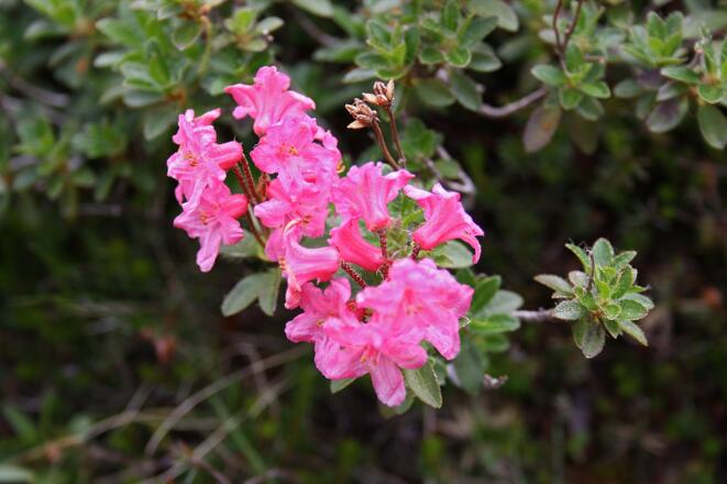 Alpenrose