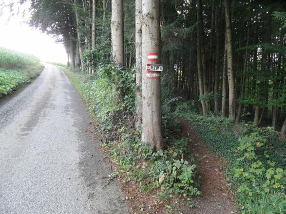 Weg von der Straße, hinein in den Wald.