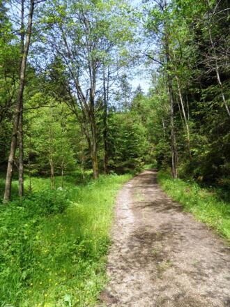Waldweg