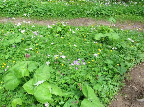Bergblumenwiese