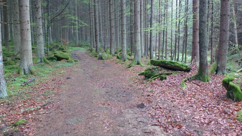 Wald & Steine - Waldviertel!