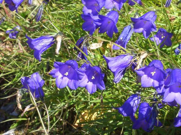 ein Blütenmeer rings um die Hütte