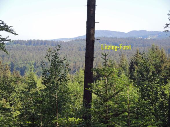 Der Litzingerforst