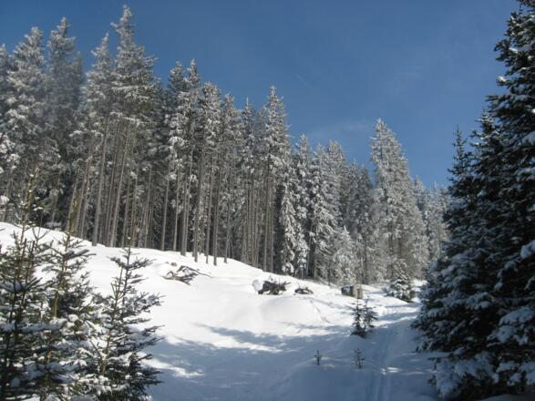 Ab Kopperneck folgen wir immer den nordwest Rücken des Waldrasterjöchls.