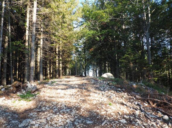 1065m Ziegweg zum Steinkogel