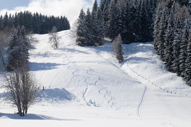 Wiesen und Waldstücke wechseln sich beim Anstieg zum Sonnkogel ab