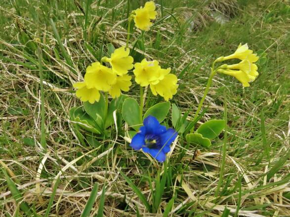 Blumenwiese auf Anstieg zur Kl. Stempeljochspitze