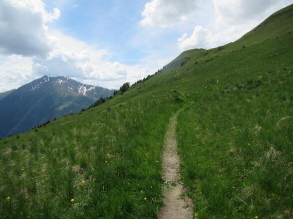 wunderbare Almböden am Greibichl