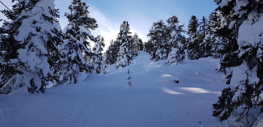 Schöner lichter Wald