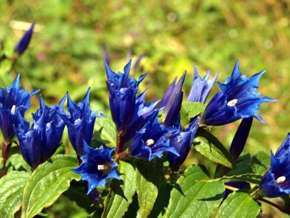 Schwalbenwurz-Enzian