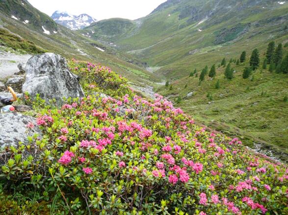 Alpenrosen im Gleirschtal