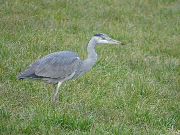 Graureiher lauert auf Beute