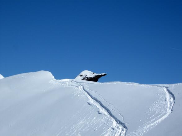 Geirschnabel im Zoom
