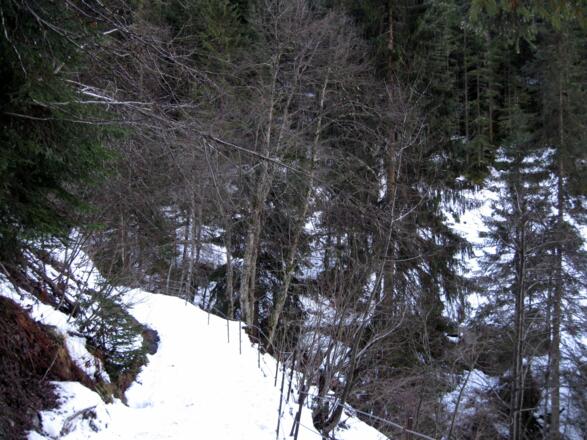 Schmaler Pfad bei der Brücke über den Nurpensbach.